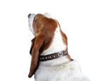 Peaches and Cream Dog Collar