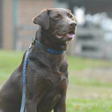 Shires Criollo Polo Collar