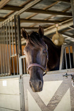British Halter
