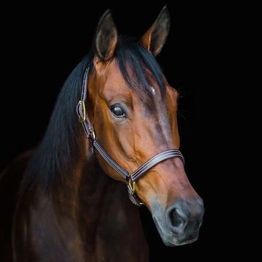British Halter
