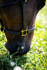 British Halter