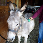 GroomBug for Equine