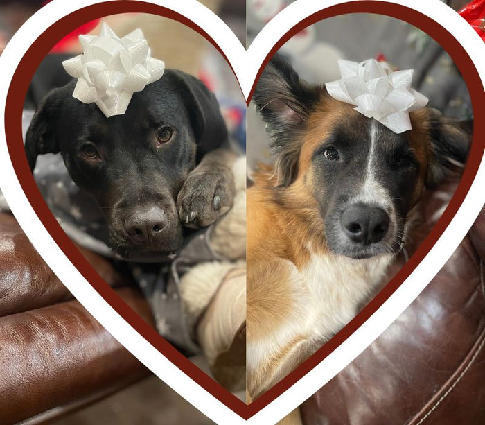 Black Lab and Potcake puppies with two white bows, one on each of their heads.