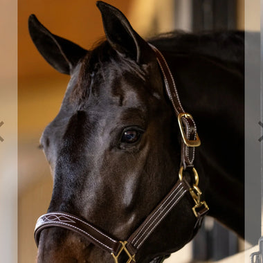 Huntley Equestrian Fancy Padded Halter