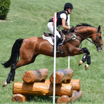 Breyer Traditional Adamek actual horse showing