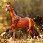 Breyer Traditional Adamek on blurred wooded and grassy background