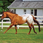 Breyer Traditional Chocolatey Actual Horse