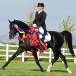 Breyer Traditional KB Omega Fahim actual horse in show ring