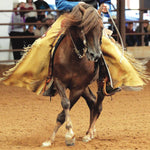 Breyer Traditional MorganQuest Native Sun actual horse in the ring