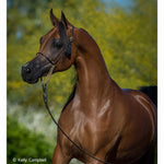 Breyer Traditional RD Marciea Bey | Champion Arabian Mare Actual Horse zoomed in