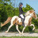 Breyer Traditional Spordur Fra Bergi actual horse being ridden