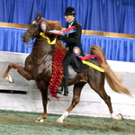 Breyer Traditional WGC Marc of Charm actual horse, being shown in show ring