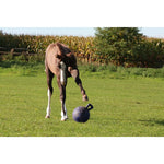 Horse Playing With Blue Jolly Ball