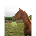 Horse Playing with Green Jolly Ball