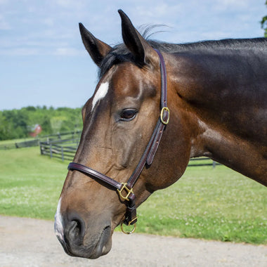 Leather Grooming Halter
