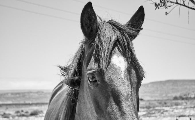Horse with ears perked up with a vast background blurred behind him