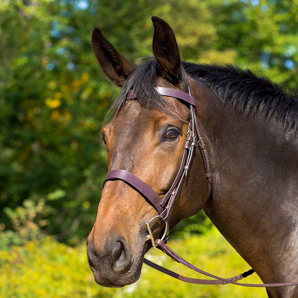 Avignon Middleburg Bridle with Laced Reins