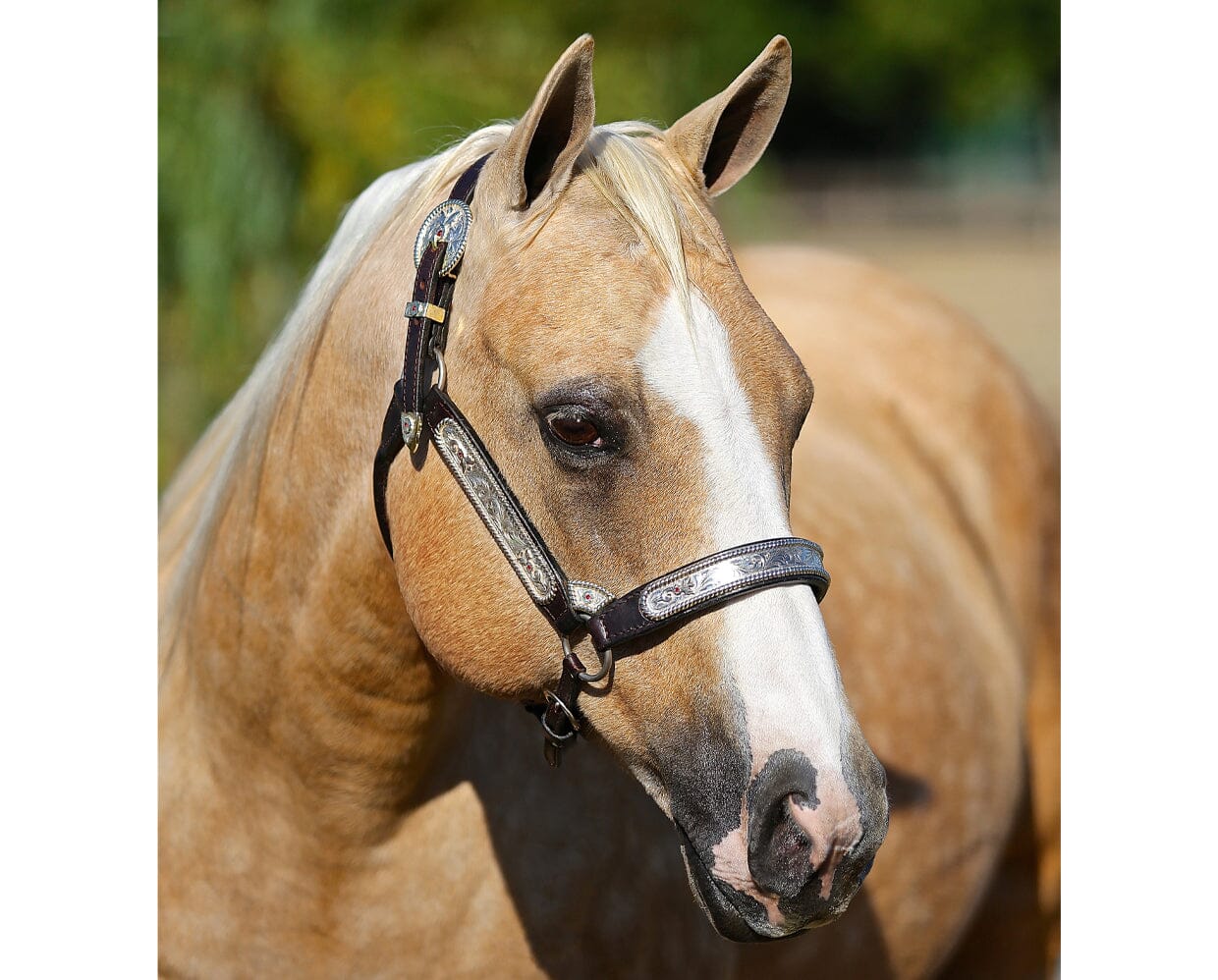 Breyer Ebony Shines and Charlize