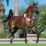 Breyer Traditional RD Marciea Bey | Champion Arabian Mare Actual Horse