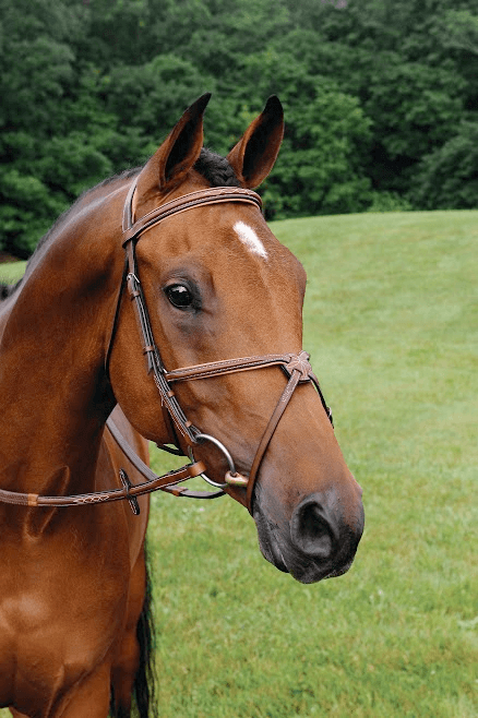 Imperial Figure 8 Bridle with Rubber Reins