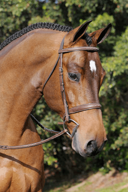 Tribute Bridle with Raised Fancy Laced Reins