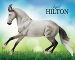 Jaguel Hilton | Criollo Stallion