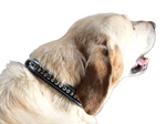 Impulsion Collar