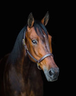 British Halter