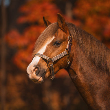 Breakaway Halter with Full Leather Crown