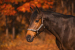 Breakaway Halter with Full Leather Crown
