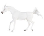 Grey Arabian