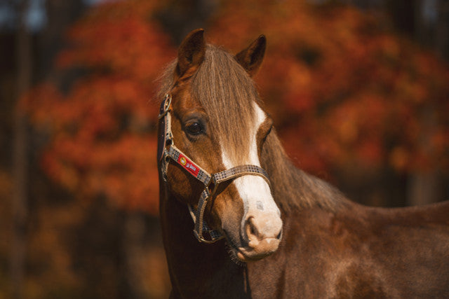 Breakaway Halter with Full Leather Crown