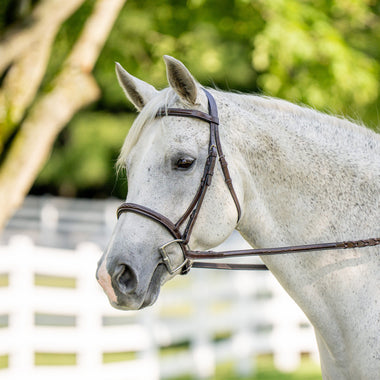 Holly Bridle