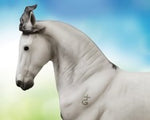 Jaguel Hilton | Criollo Stallion