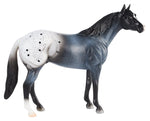 Blue Roan Appaloosa