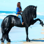 Breyer Traditional Sjoerd actual horse on beach 