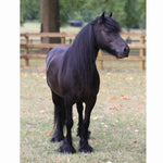Breyer Traditional carltonlima-emma actual horse 2