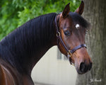 Heritage Halter