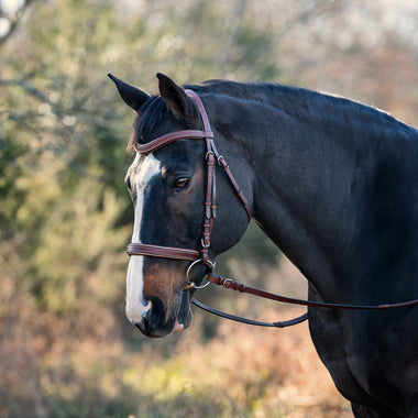 Classique Anatomical Bridle