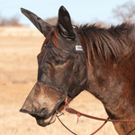 Quiet Ride Fly Mask