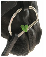 Four Leaf Clover Blank Card