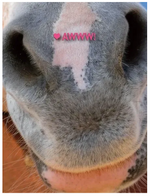 "Awww!" Birthday Card