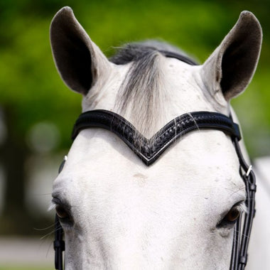 Black Oak Decorative Browbands