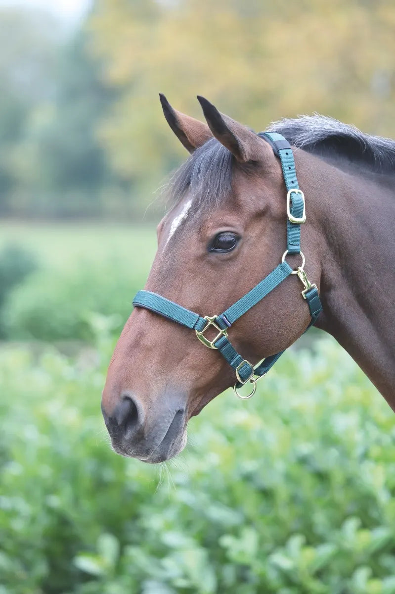Topaz Leather Breakaway Nylon Halter