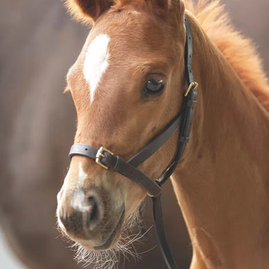 Blenheim Leather Foal Slip