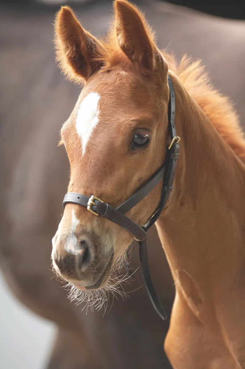 Blenheim Leather Foal Slip