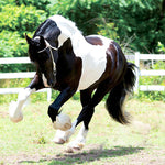 Breyer Traditional Battlefield Angel HP actual horse