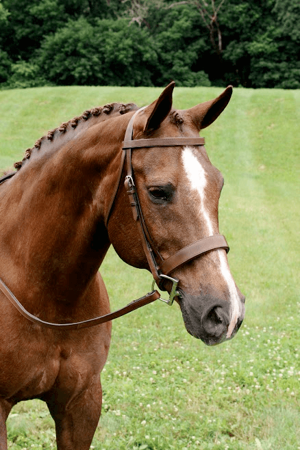Fox Hunt Bridle with Rubber Lined Reins
